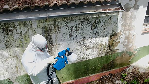 Top rated local Mold Remediation specialists in Glencoe, MN